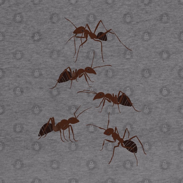 Ants by ahadden